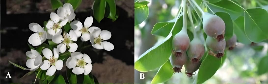 PKC Vista Background