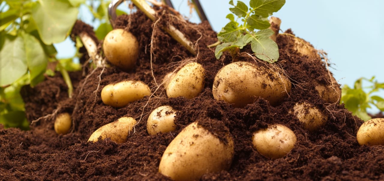 Hume Full Vista Background