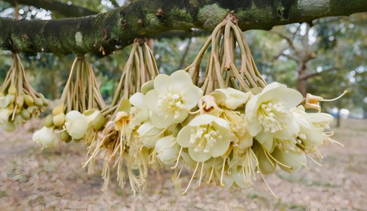 KAP Vista Background