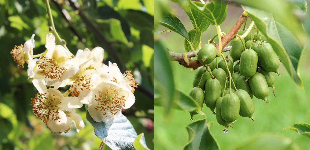 DKP Vista Background