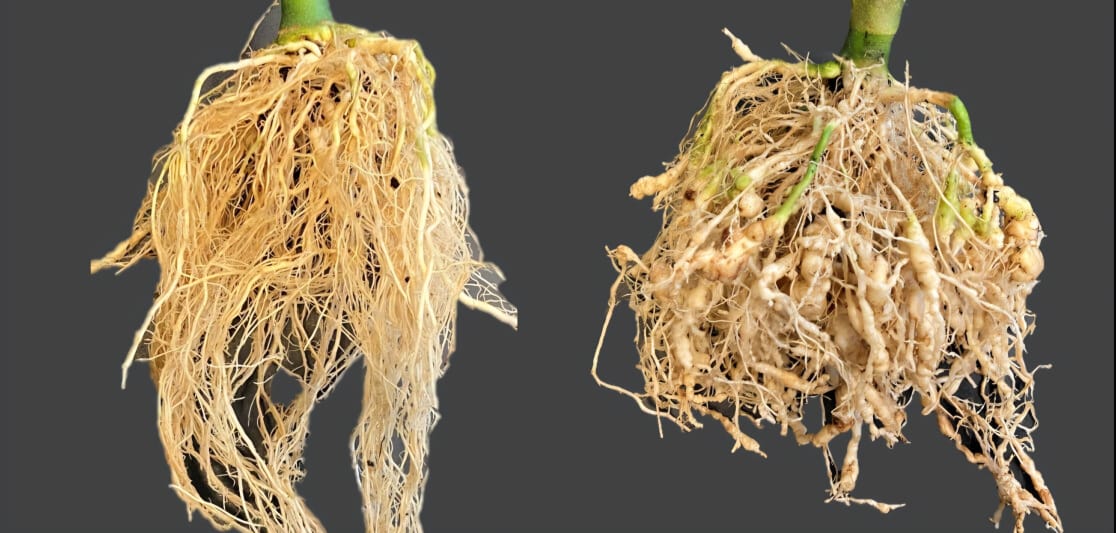 Cophos Vista Background