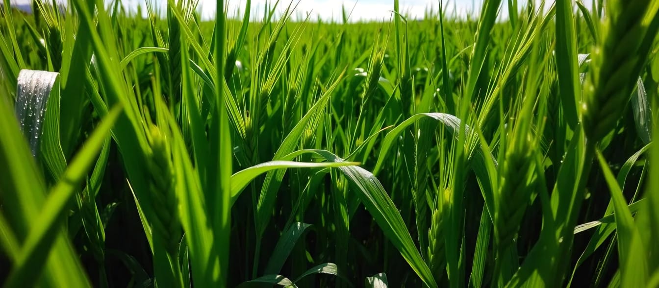 Nitrogen Formulas Background