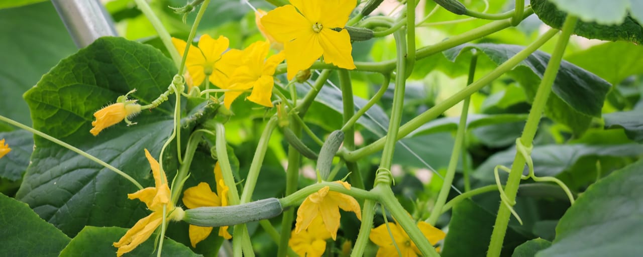 NPC Vista Background