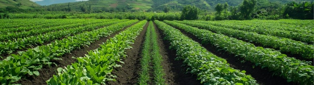 Balanced Formulas Background